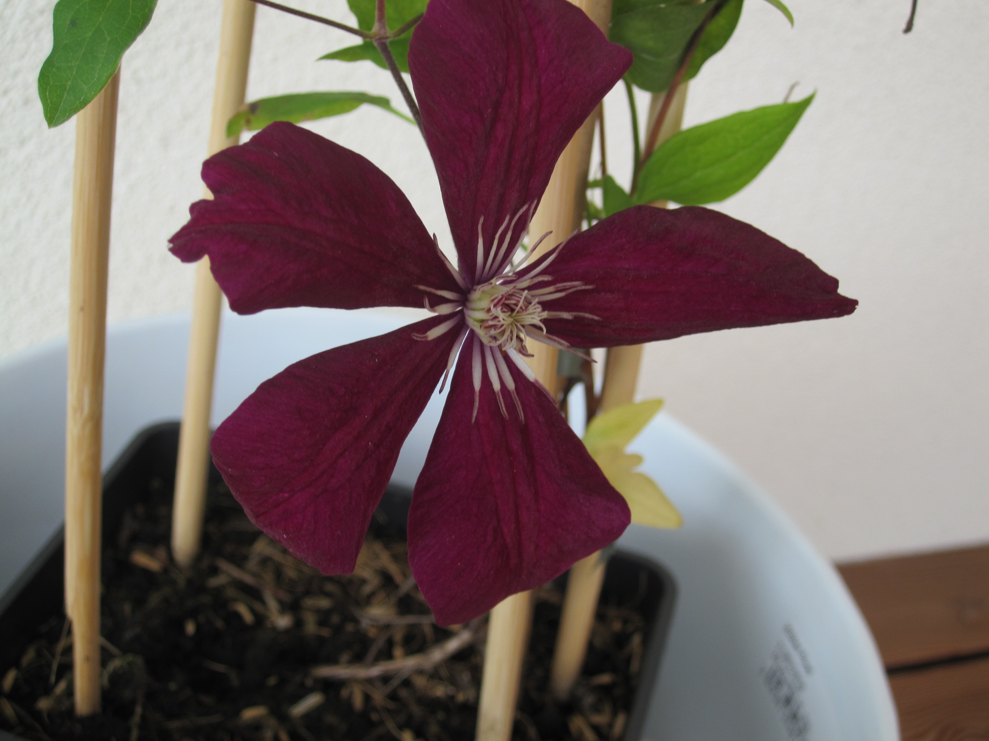 Ohne Beschallung Clematis Rouge Cardinal 