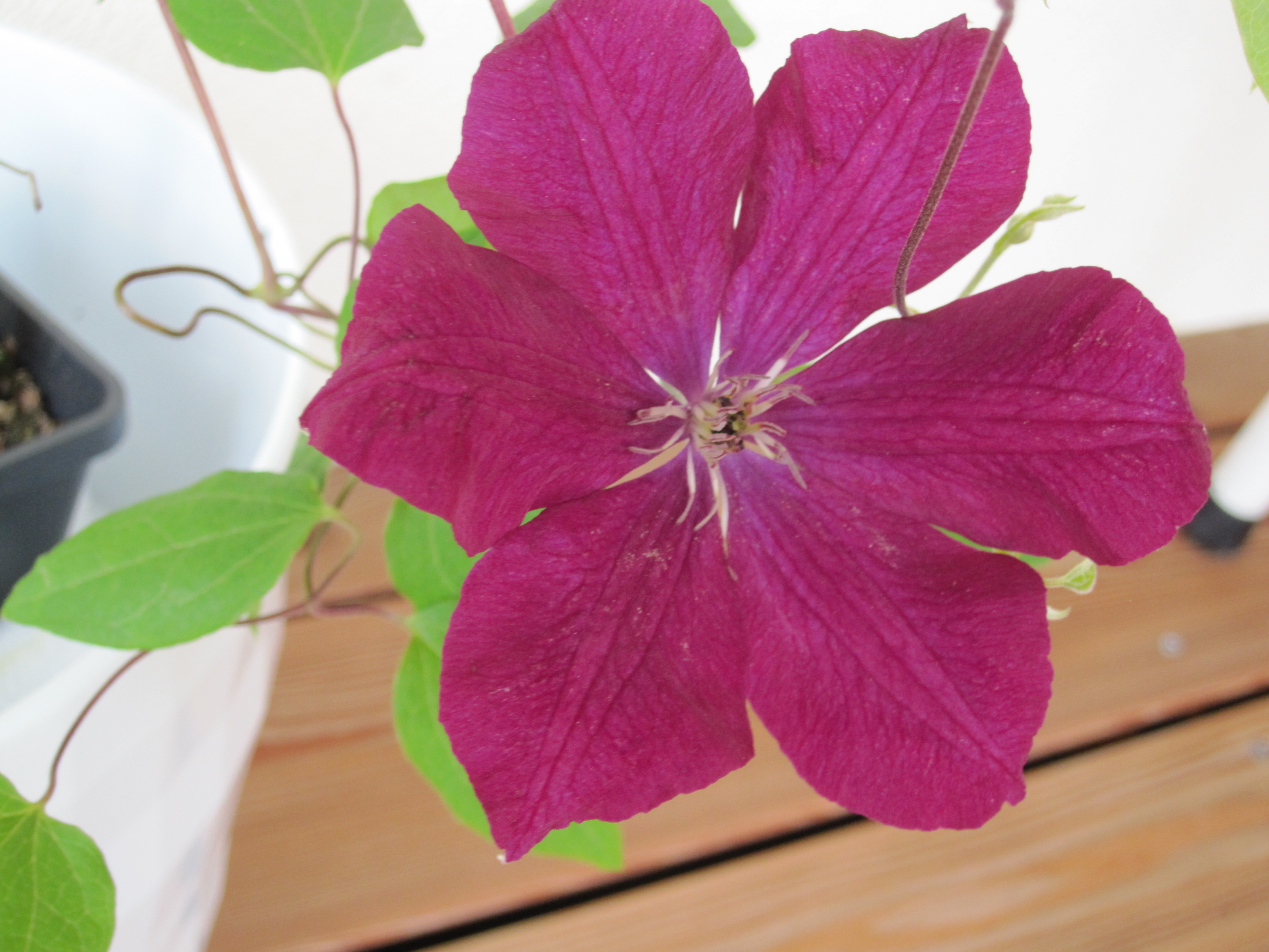 Mit Beschallung der Katzenschnurrfrequenz Clematis "Rouge Cardinal"
